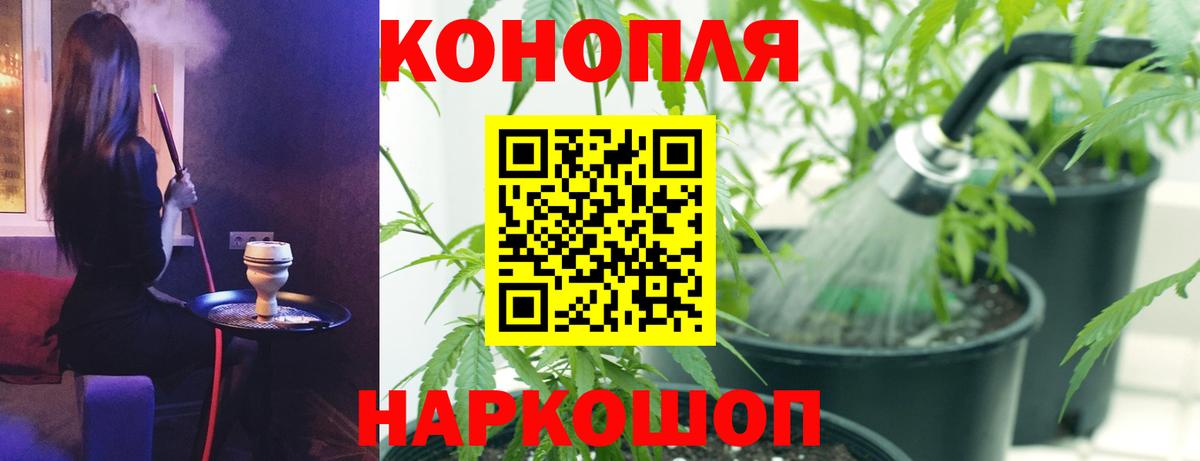 Конопля сатива Гусев